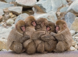 Five Little Monkeysbook thumbnail